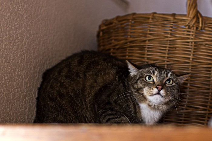 体を小さくして見上げる猫