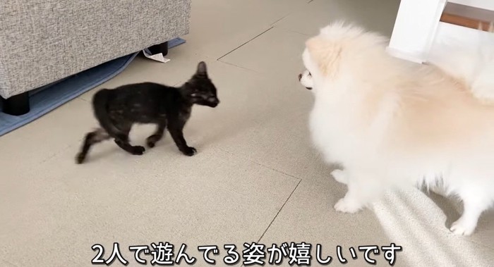 向かい合う猫と犬