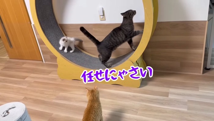 任せにゃさい