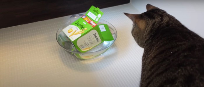 洗面器を見ている猫%%意味が分からないのニャ