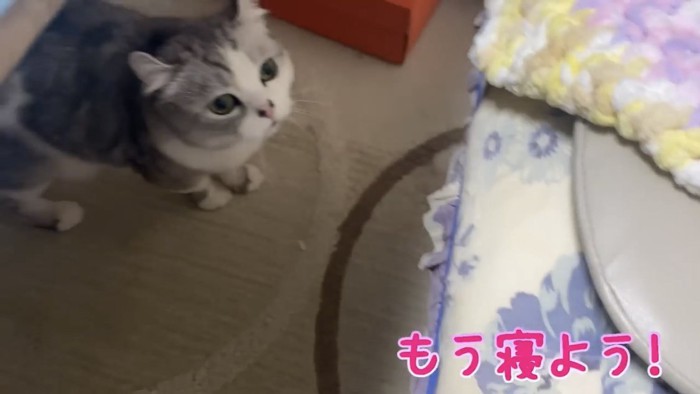 部屋の中にいる猫