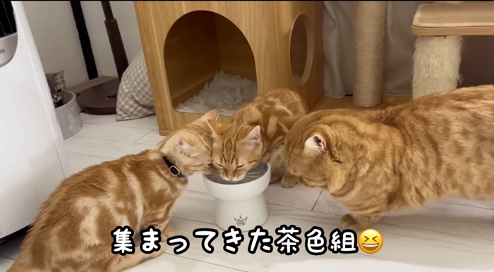 水を飲む猫