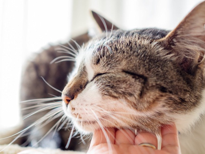 猫の顎の下を撫でる人の手