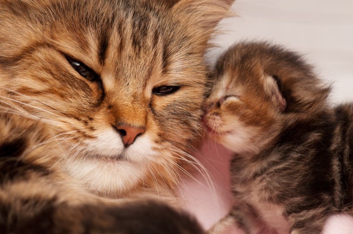 母猫にチューする子猫