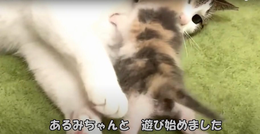 猫と赤ちゃん猫