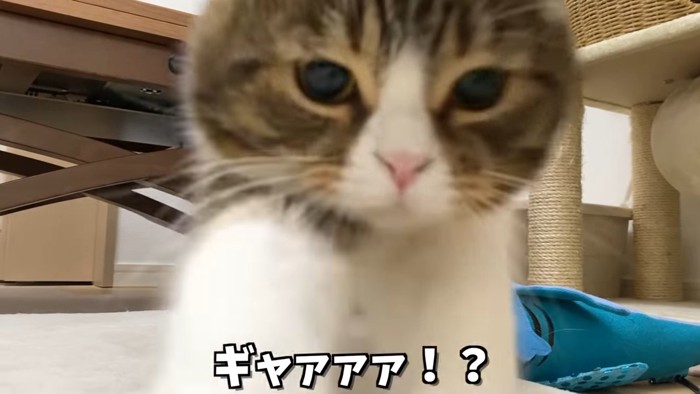 猫パンチして近づく猫