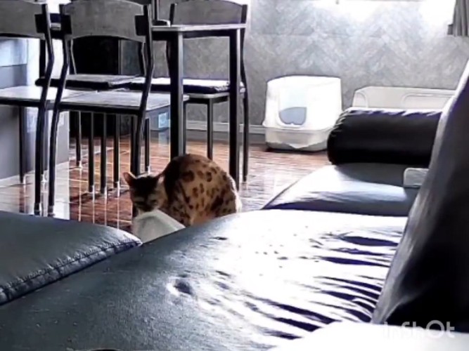 布団をくわえる猫