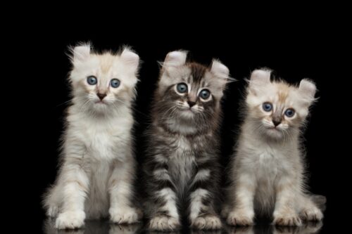 色々な毛色のアメリカンカールの子猫