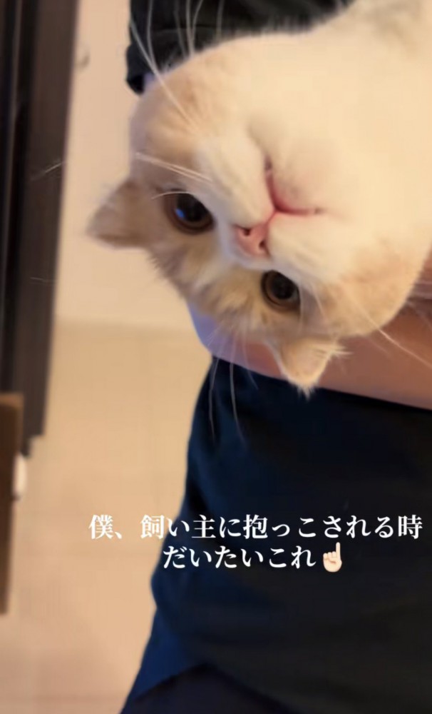 「僕、飼い主に抱っこされる時...」のテロップ写真