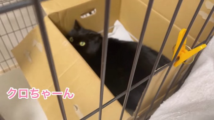 ダンボールの中の黒猫