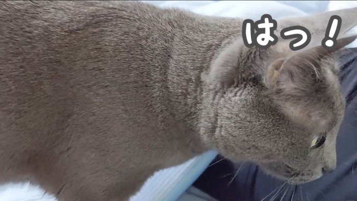 はっとするハムちゃん