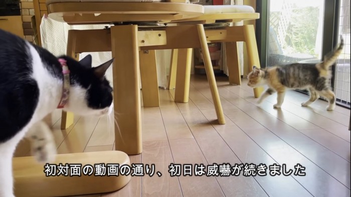 子猫を見つめる猫