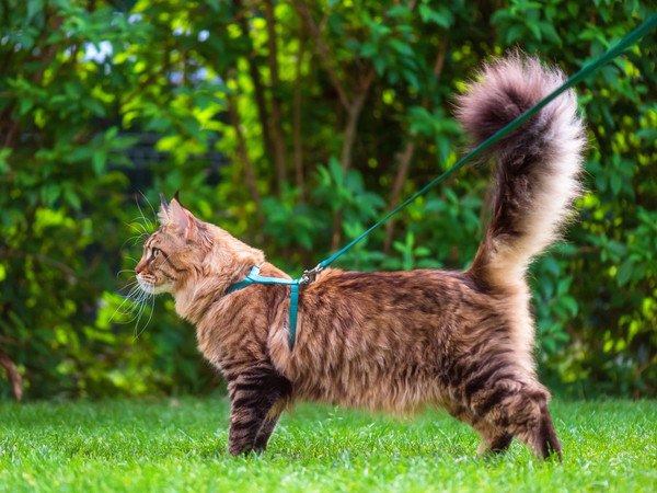 ブルーのハーネスをつけた猫の横向き