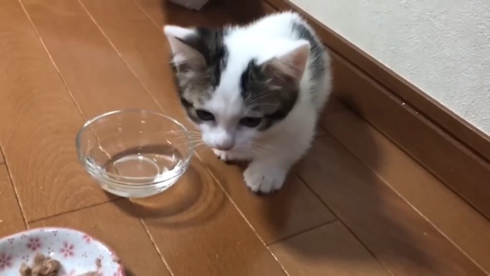 右手を前に出して前を向く子猫