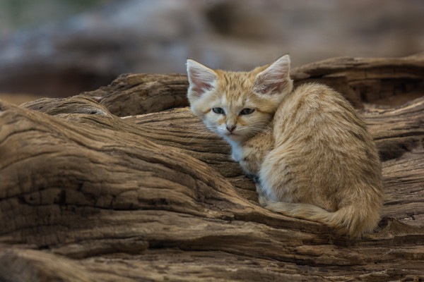 スナネコ子猫