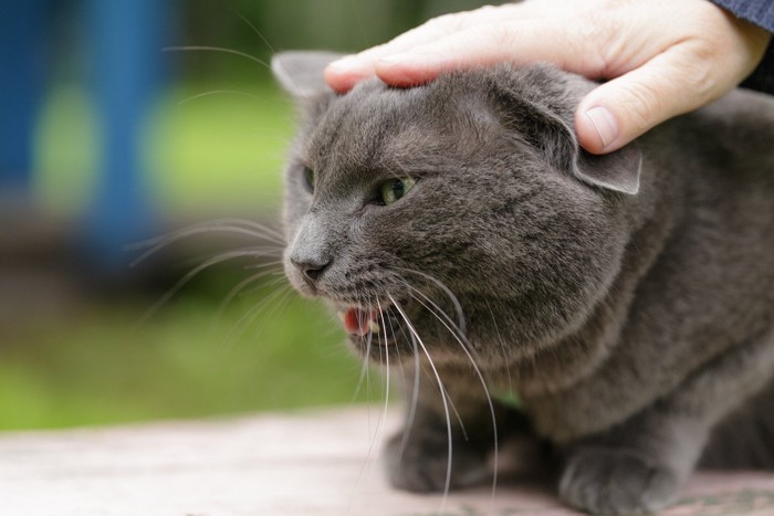 頭を触られて嫌がる猫