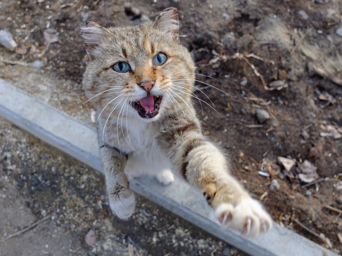 鳴いている猫