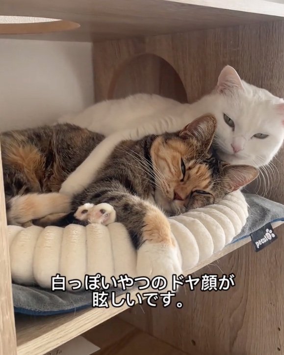 ドヤ顔の猫