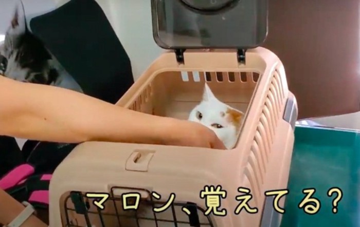 飼い主さんに撫でられるマロンちゃん