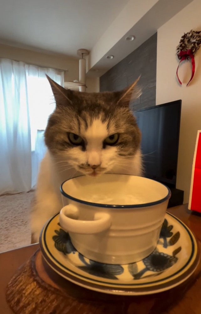睨みつける猫