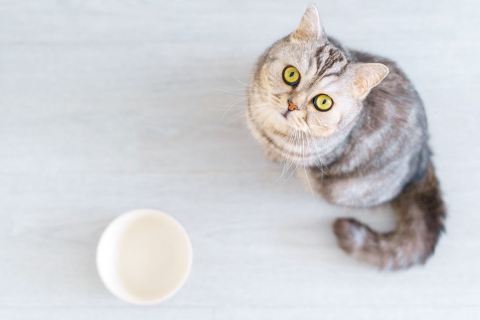 空っぽの食器と猫