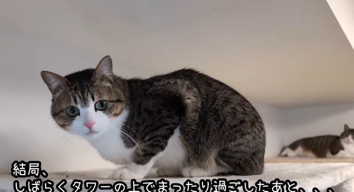 タワーの上の猫