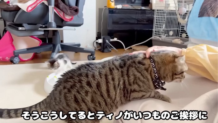 遊んでいる子猫と膝の上にいる猫