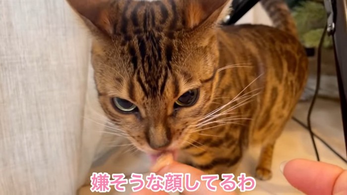 イカ耳の猫