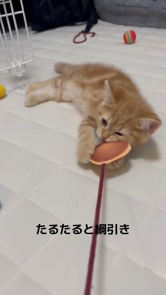 生後2ヶ月のおもちゃで遊ぶ猫さん