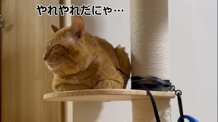 目を閉じる先住猫