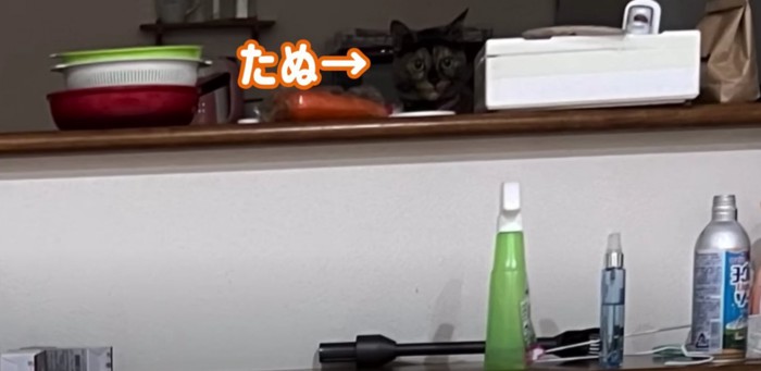 正面を見ているサビ猫