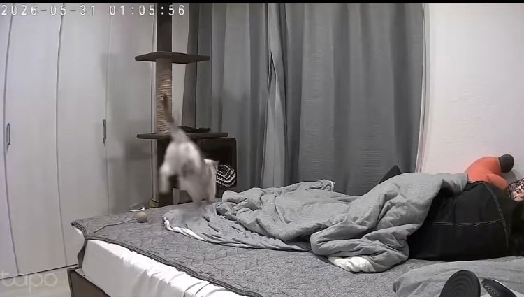 飼い主がくつろぐベッドの上を駆ける猫