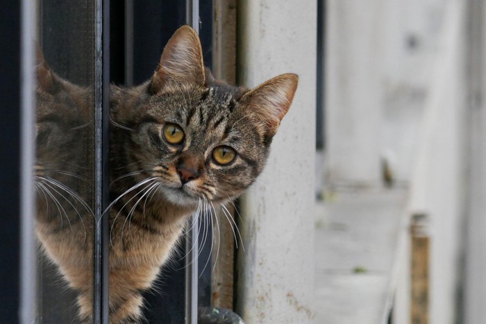 窓から脱走する猫