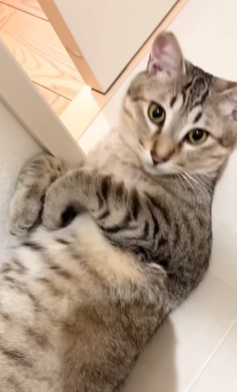 目を覚ます猫