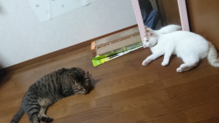 先住猫とキジトラ