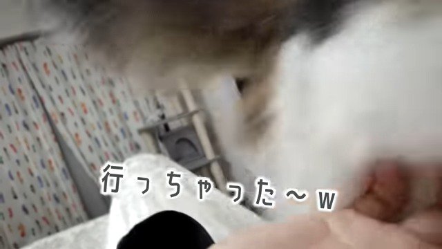 飼い主さんのもとから立ち去るスピカちゃん