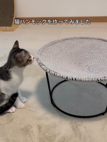 ハンモックの隣に座る猫