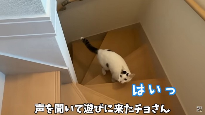 階段にいる猫