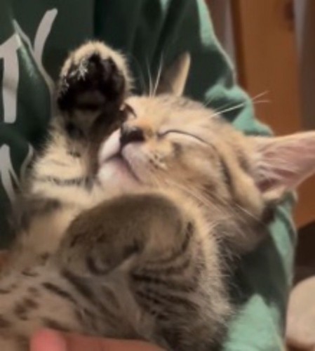 男の子に抱っこされて眠る子猫