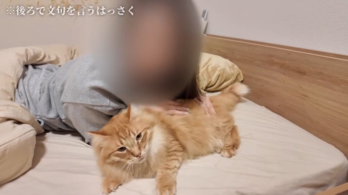 布団の上で人間に甘える猫