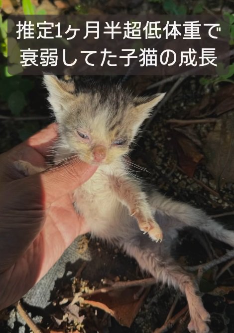 両手を広げ人に抱き上げられる猫