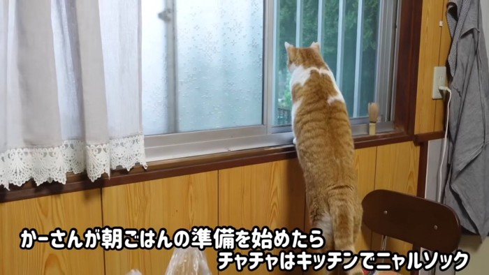 窓の外をみる猫