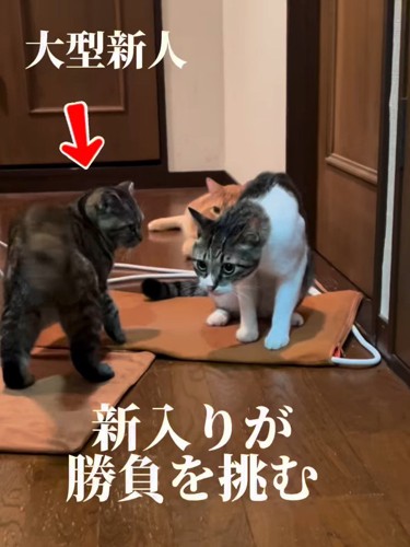 先輩猫を見る子猫