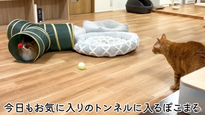 おもちゃのトンネルに入る猫と横に立つ猫