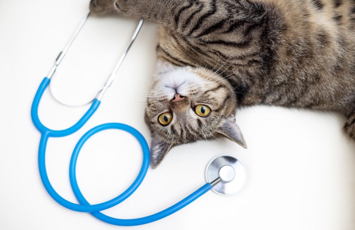 聴診器のそばで寝転んでいる猫