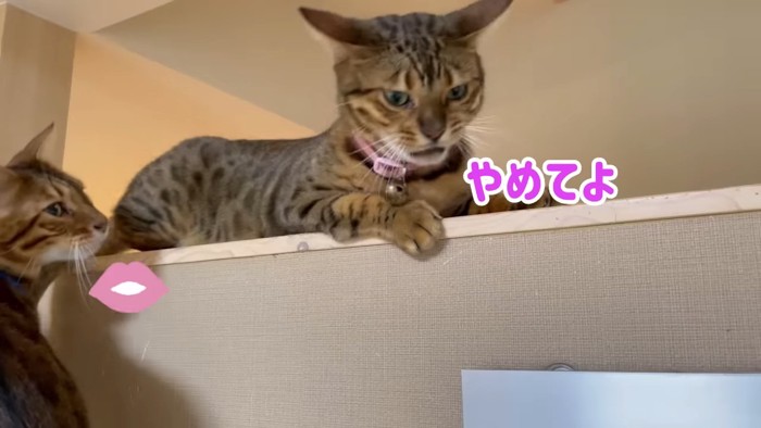 イカ耳の猫