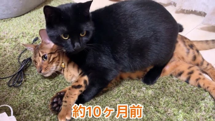 茶色の猫の上に乗る黒猫