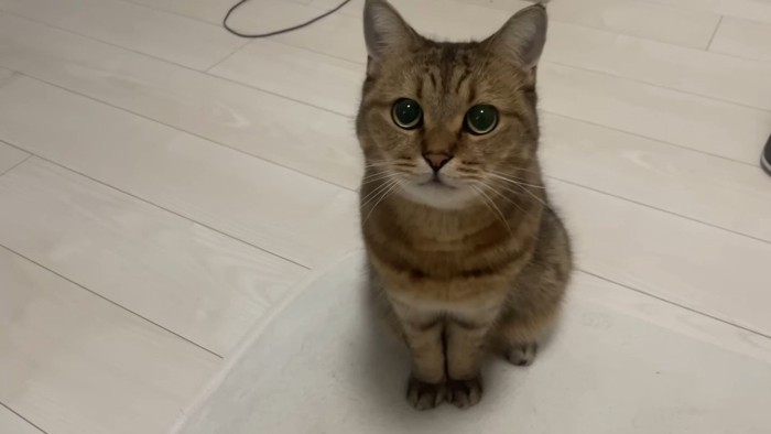 見上げるみにらくん