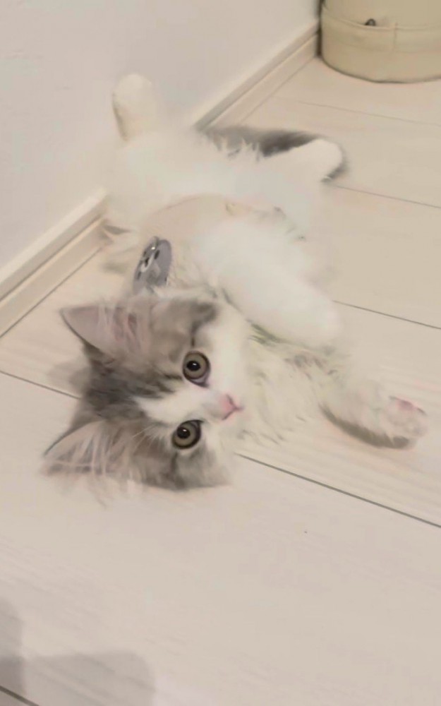寝そべる猫