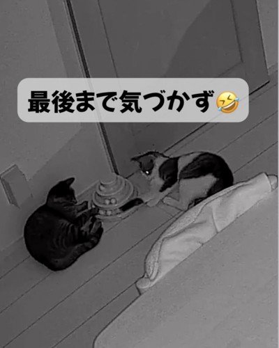 前足でボールを止め続けるキジトラ猫